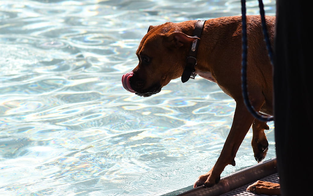 Brauner Hund am Beckenrand