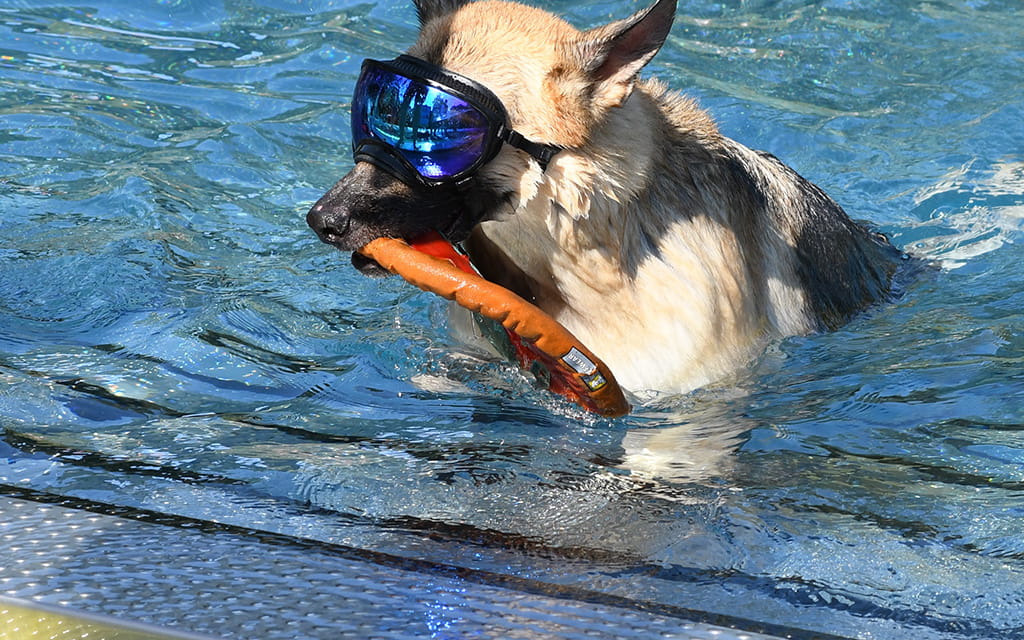 Hund mit Schutzbrille im Wasser