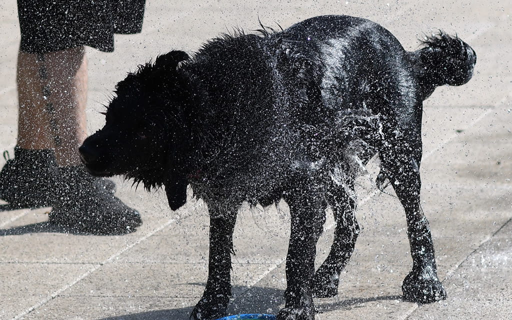 Schwarzer Hund schüttelt sein nasses Fell 