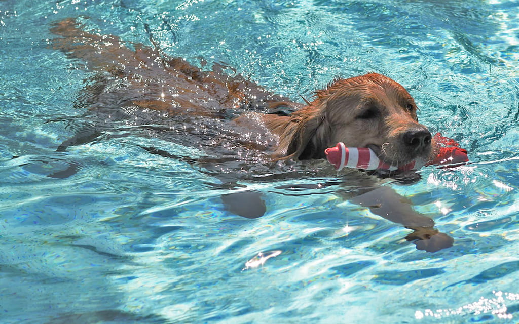 Hund schwimmt im Wasser mit Spielzeug im Maul