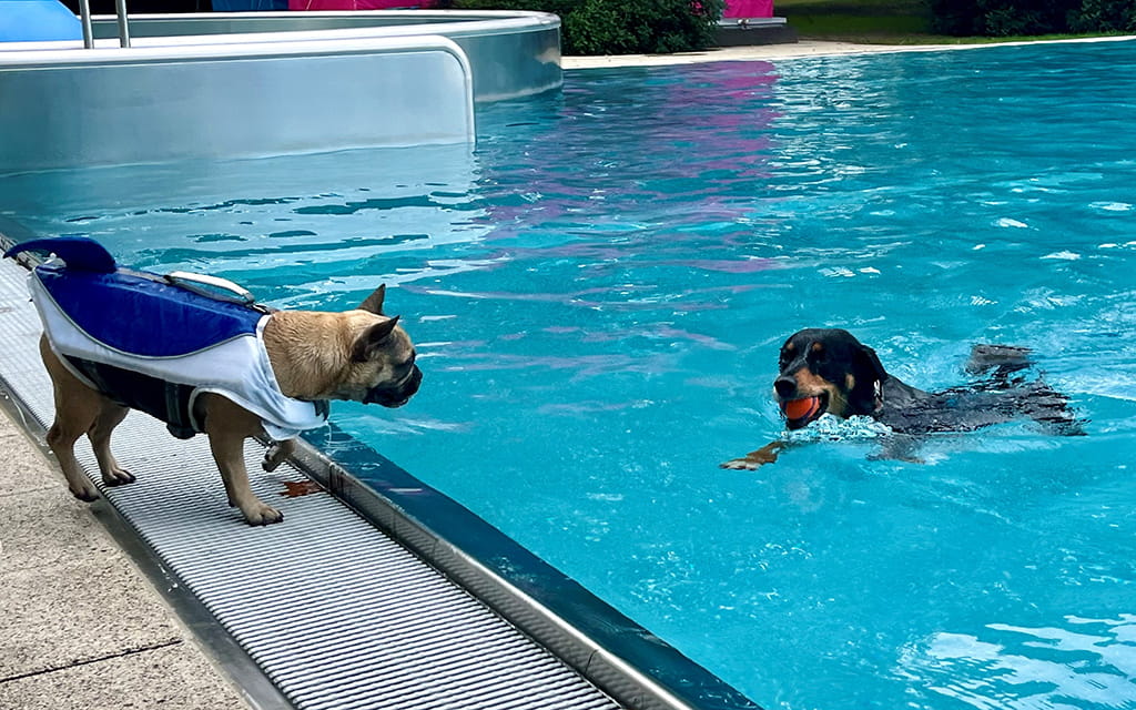 Hund mit Ball im Maul schwimmt in einem Schwimmbecken