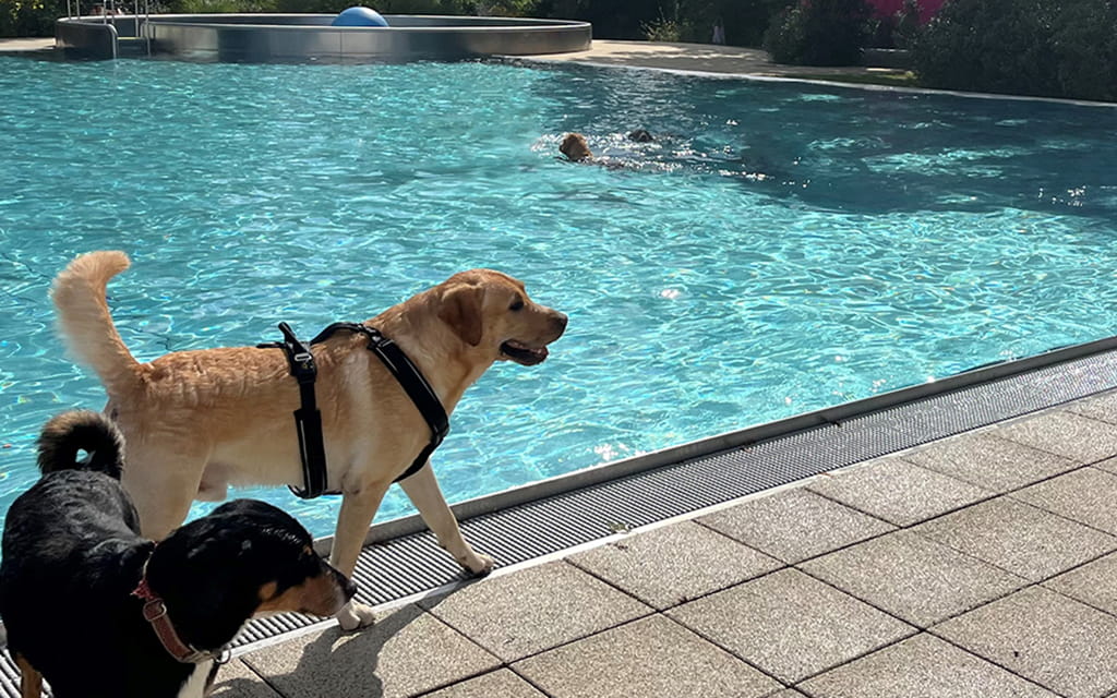 Zwei Hunde stehen neben einem Schwimmbecken