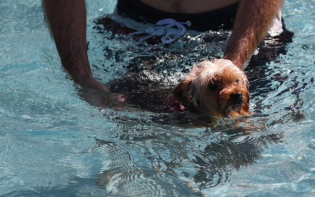 Kleiner Hund wird beim Schwimmen von seinem Herrchen am Bauch festgehalten