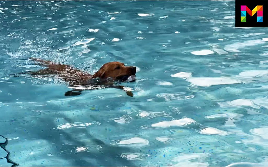 Hund im Wasser