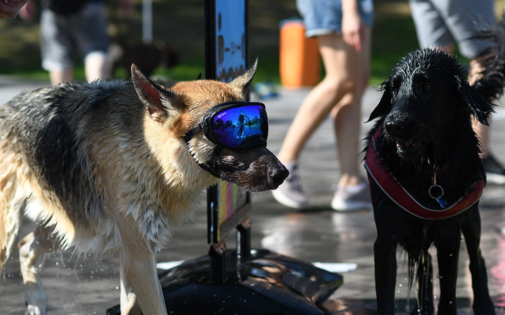 Zwei nasse Hunde am Beckenrand