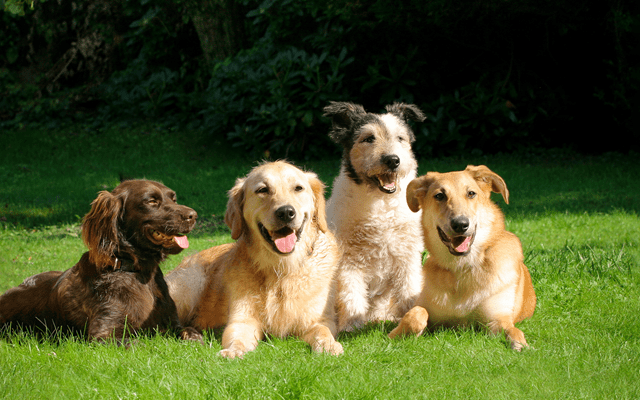 Hunde auf einer Wiese Hunde auf einer Wiese